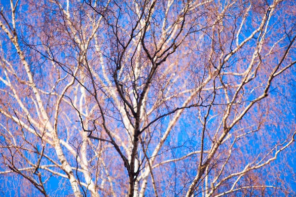Barevný vzor na modré obloze na jaře — Stock fotografie