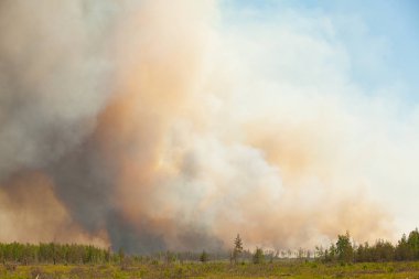 vahşi yaz ormandaki insanlar olmadan