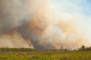 vahşi yaz ormandaki insanlar olmadan