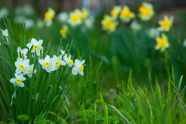 Hermoso fondo imagen de otoño amarillo narcisos —  Fotos de Stock