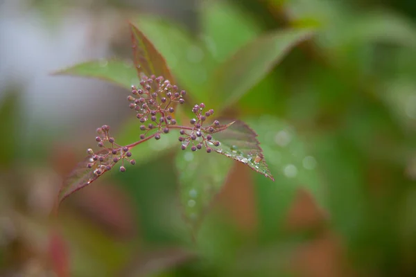 Achtergrondafbeelding van groen gras met dauw — Stockfoto