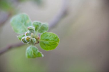 Güzel arka plan üzerine tomurcukları organik elma