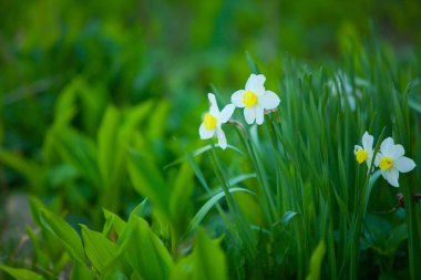 sonbahar sarı nergis güzel arka plan resmi