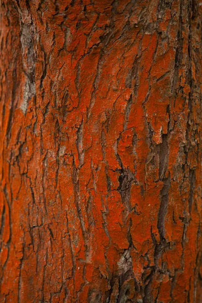 Bellissimo modello naturale di corteccia d'albero per immagine di sfondo — Foto Stock