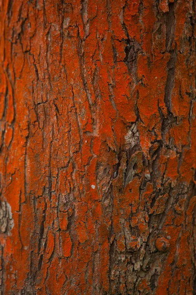 Mooie natuurlijke patroon van boomschors voor achtergrondafbeelding — Stockfoto
