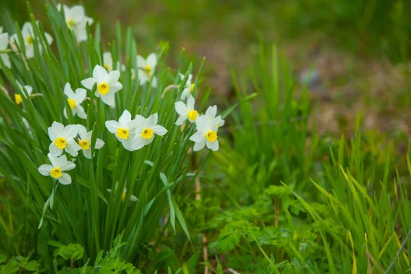 Hermoso fondo imagen de otoño amarillo narcisos —  Fotos de Stock