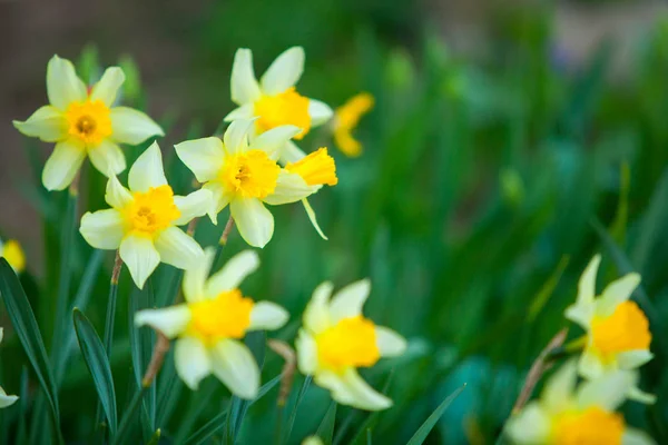 Hermoso fondo imagen de otoño amarillo narcisos —  Fotos de Stock