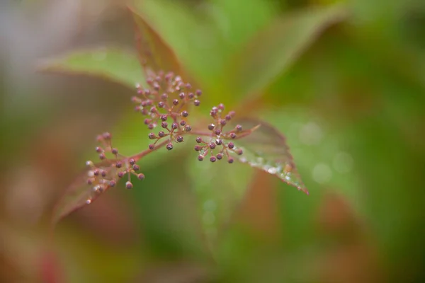 Imagen de fondo de hierba verde con rocío — Foto de Stock