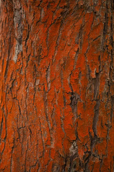 Beau motif naturel d'écorce d'arbre pour l'image de fond — Photo