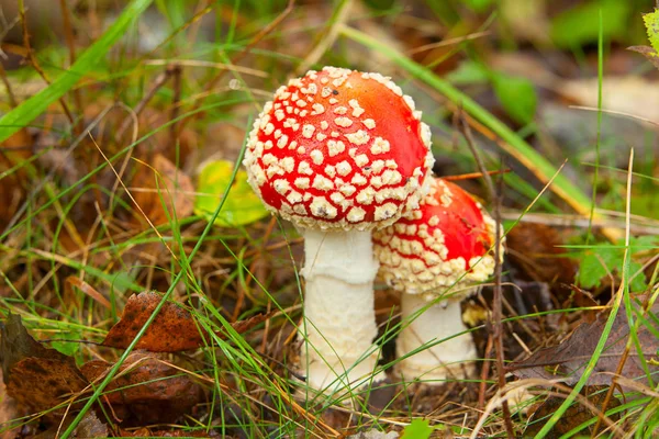 Belo cogumelo amanita crescendo na floresta — Fotografia de Stock