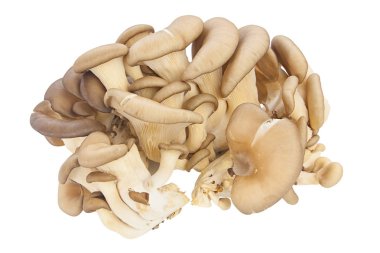 lezzetli ham mantar beyaz