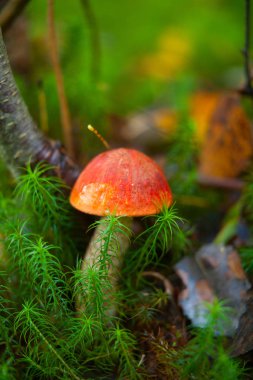 ormanda büyüyen güzel kap çörek