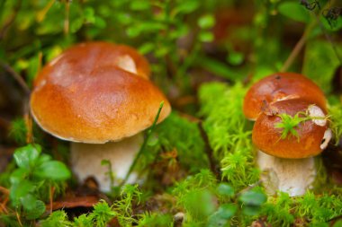 ormanda büyüyen güzel porcini mantar