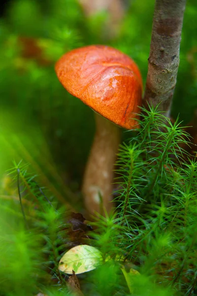 Belo boleto boné crescendo na floresta — Fotografia de Stock