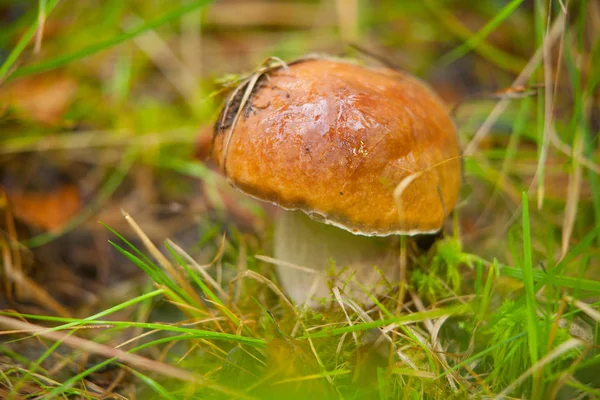 Mooie porcini paddestoelen groeien in bos — Stockfoto