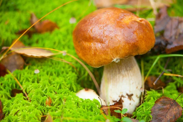 Hermoso hongo porcini creciendo en el bosque — Foto de Stock