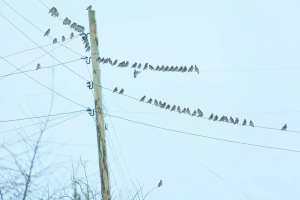 Vogeltjes zitten op een draad tegen de hemel — Stockfoto