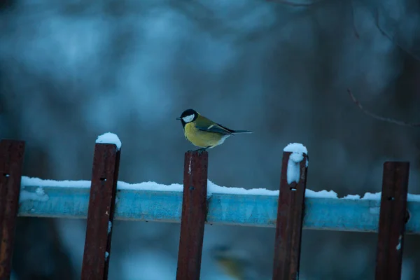 Красивая маленькая птичка из сисек зимой на голубой заднице — стоковое фото
