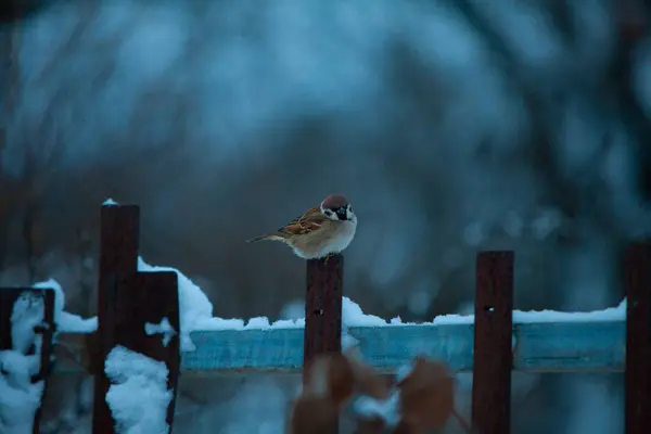 Beautiful little bird of sparrow in the winter on blue backgroun — Stock Photo, Image