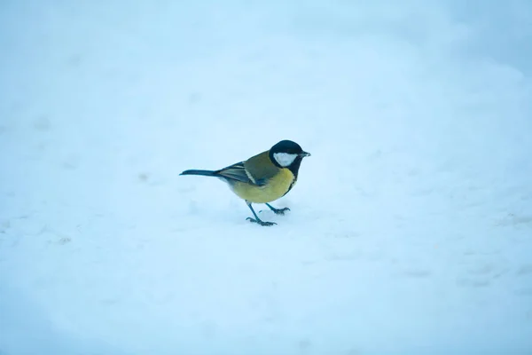 Szép kis madár, a titmouse a kék háttérb télen — Stock Fotó