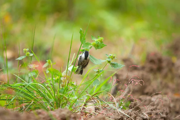 Bonito pequeno pássaro titmouse sentado no ramo e comer sementes — Fotografia de Stock
