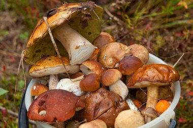 ormandaki sepette yenilebilir yabani mantar