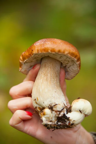Belo cogumelo porcini crescendo na floresta — Fotografia de Stock