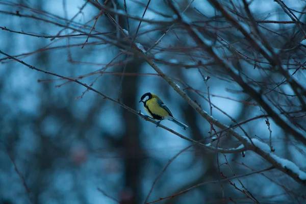 Piękny ptaszek z sikorki w zimie na niebieski backgrou — Zdjęcie stockowe