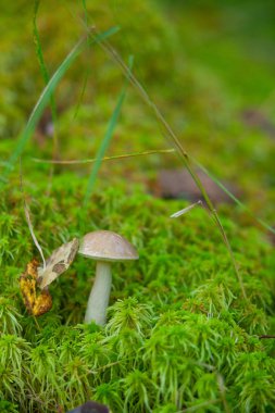 ormanda büyüyen güzel kap çörek