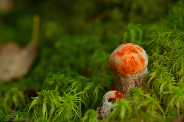 Krásná čepice hřib rostoucí v lese — Stock fotografie