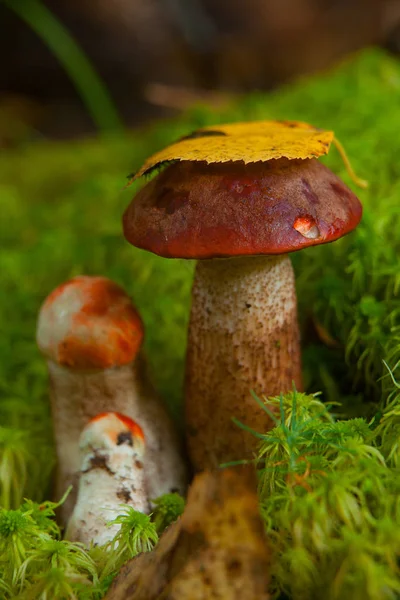 Belo boleto boné crescendo na floresta — Fotografia de Stock