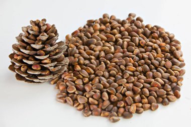 küçük çam fıstığı kabuğu beyaz arka plan üzerinde plaka üzerinde