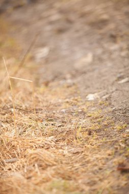 kurutulmuş ot ve saman ile sonbahar arka plan