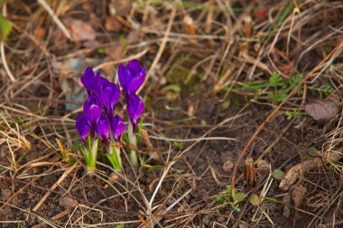 arka plan görüntüsü güzel bahar Çiğdem çiçek
