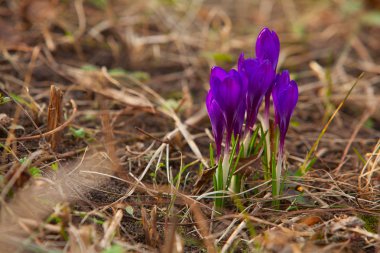 arka plan görüntüsü güzel bahar Çiğdem çiçek