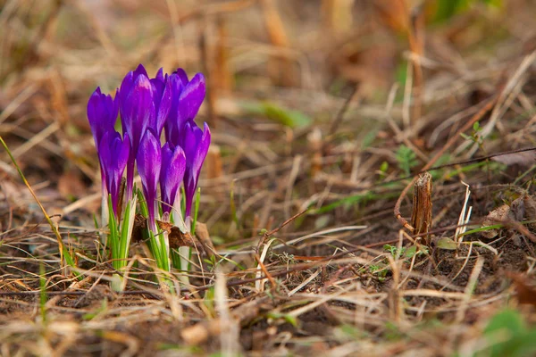Красивый весенний цветок крокус на фоновом изображении — стоковое фото