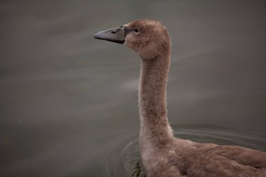 Güzel vahşi kuğu nehirde yüzüyor