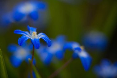 Bahar sokakta güzel mavi Hyonodoxes