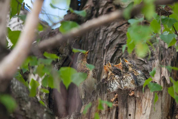 Pequenos pássaros famintos no ninho na árvore — Fotografia de Stock