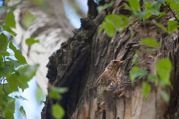 饥饿的小鸟儿在树上的鸟巢 — 图库照片