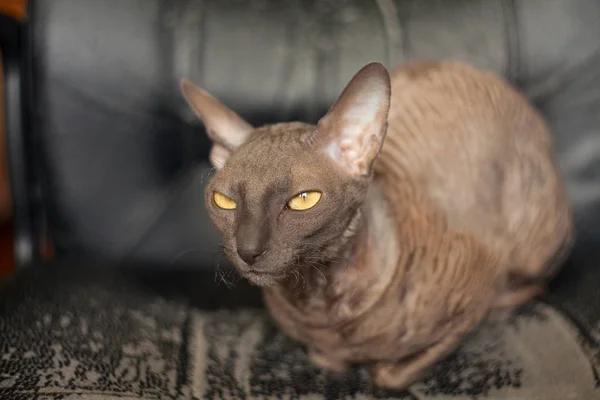 Hermoso pelo rizado gato está enojado y mirando a la cámara —  Fotos de Stock