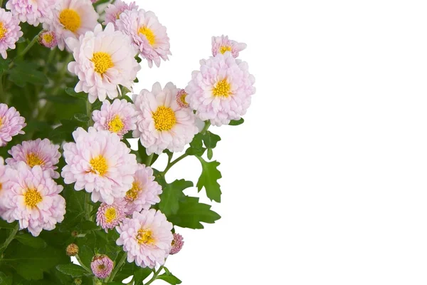 Schöne rosa Chrysanthemen auf weißem Hintergrund — Stockfoto