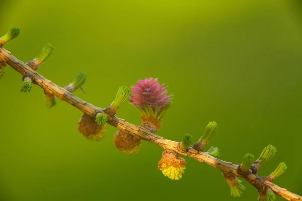 Красивый весенний фон с ветвью цветущей лиственницы — стоковое фото