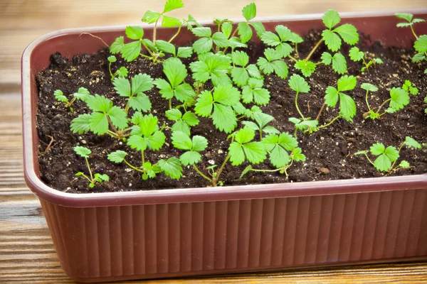 Remonter les semis de fraise en pot sur la table — Photo