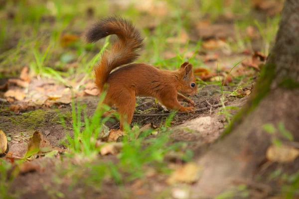 Schönes rotes amerikanisches Eichhörnchen sitzt im Wald — Stockfoto