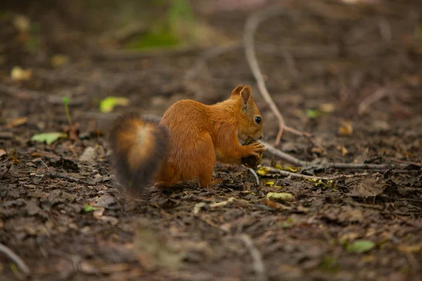 Schönes rotes amerikanisches Eichhörnchen sitzt im Wald — Stockfoto