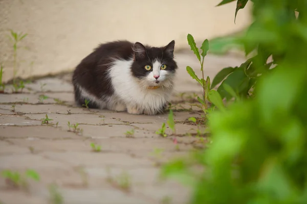Черно-белая кошка на улице — стоковое фото