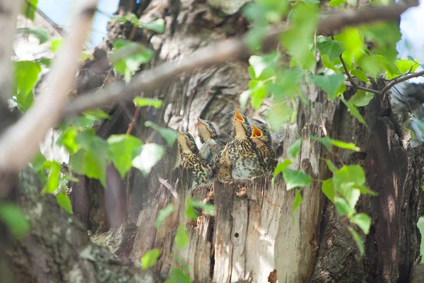 饥饿的小鸟儿在树上的鸟巢 — 图库照片