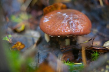 ormandaki güzel çiğ yenilebilir mantar