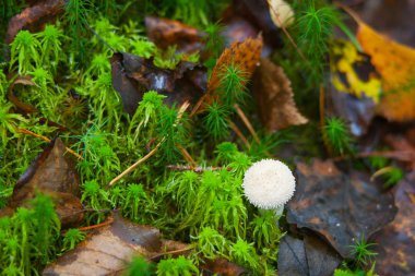 Ormanda yenilebilir yabani mantar yetişir